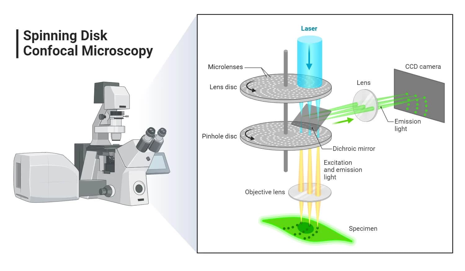 Confocal