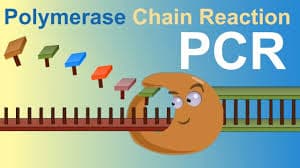 PCR