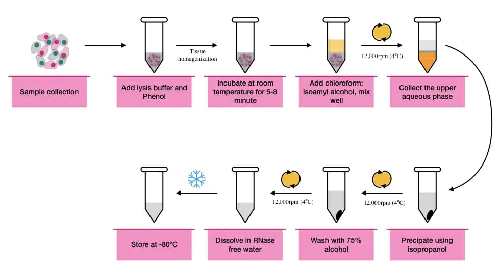 RNA extraction (Microorganism, blood, cell lines, Tissues)