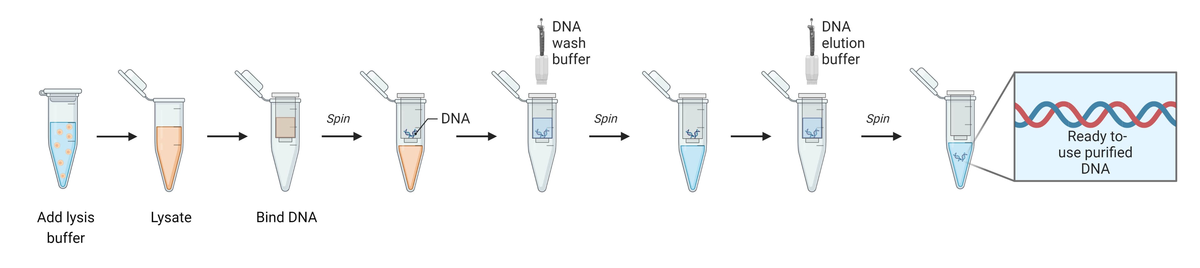 DNA extraction (Microorganism, blood, cell lines, Tissues)