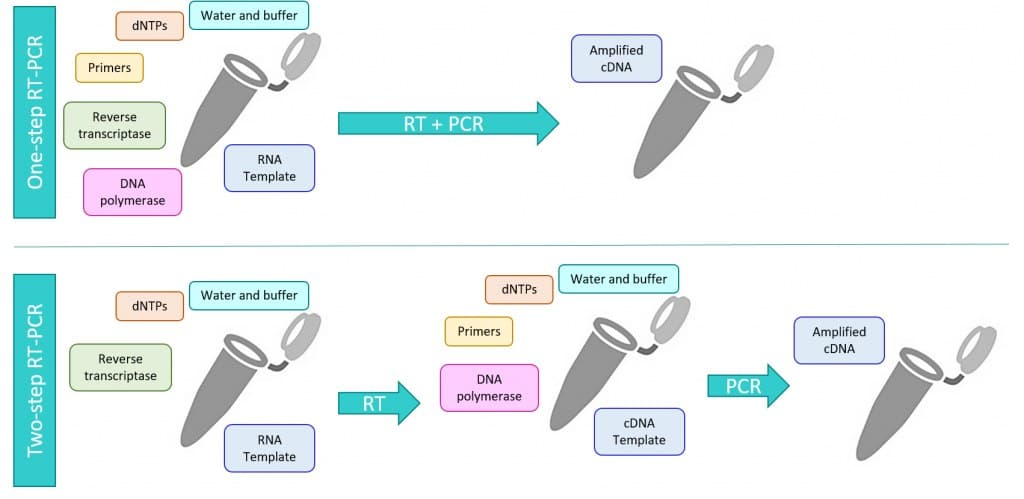 RT-PCR (relative and absolute) and data interpretation