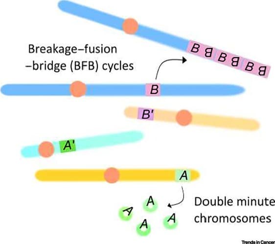 Specific gene amplification, extraction and purification