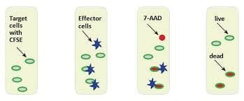 Cellular Tests