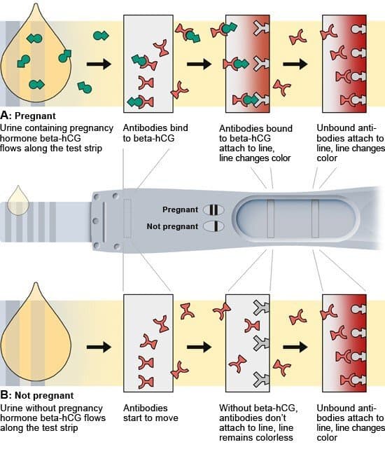 Immunological tests