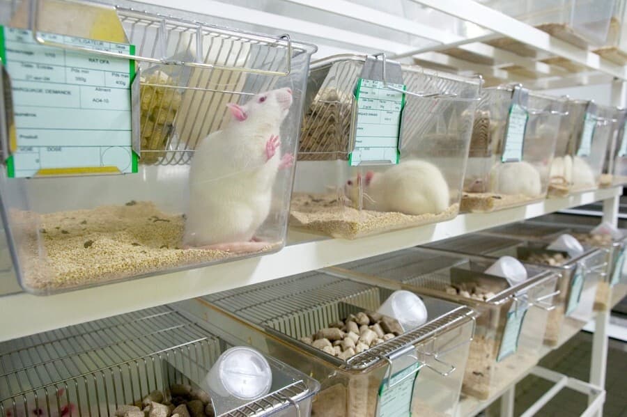 Animal laboratory