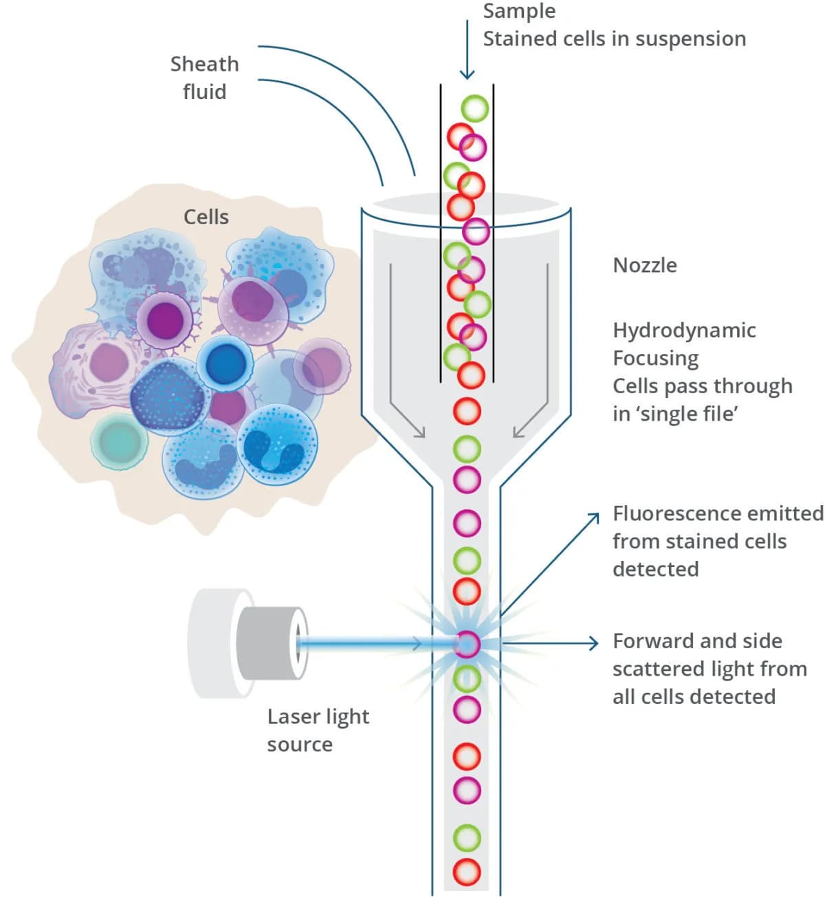 Flowcytometry