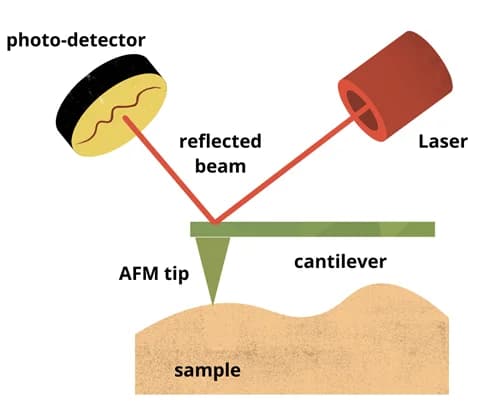 AFM