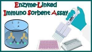 Enzyme-linked immunosorbent assay  (ELISA)