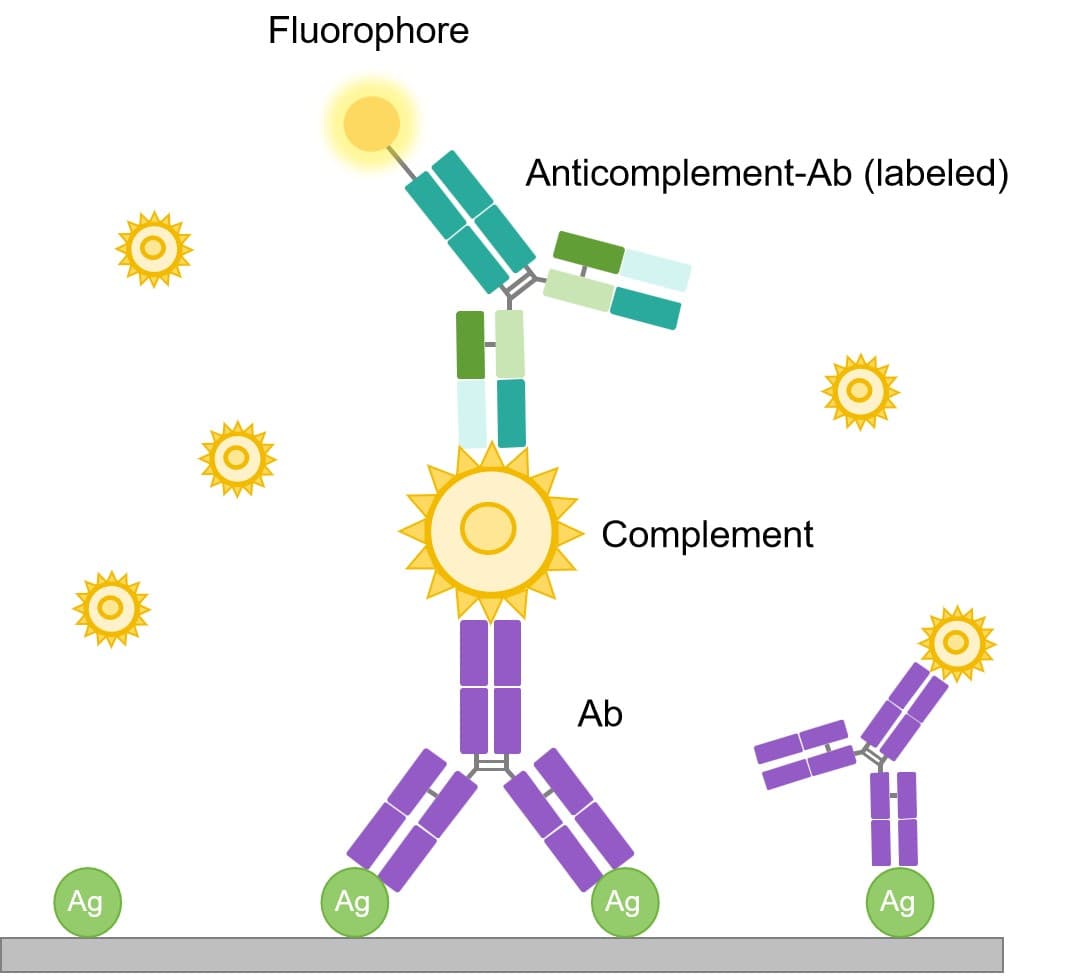 Immunofluorescence (IF)