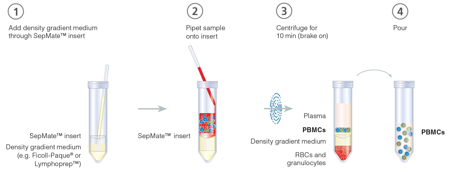 PBMC isolation