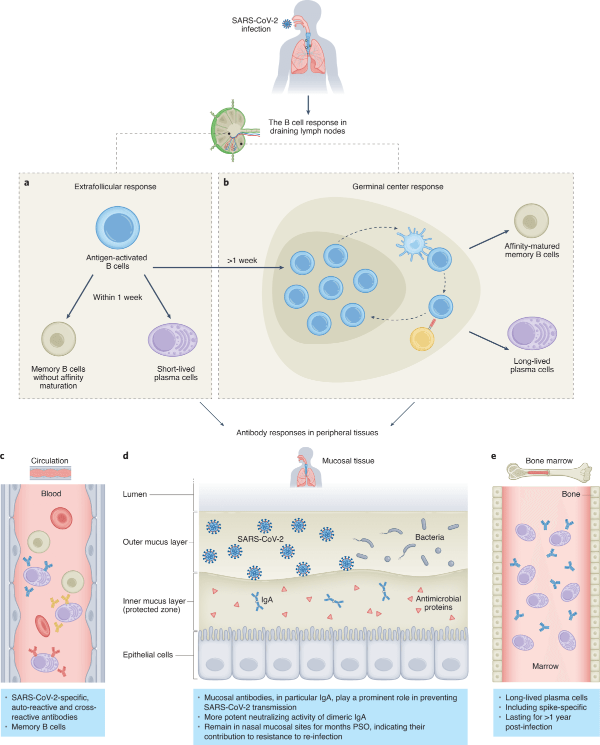 Humoral immune responses evaluation