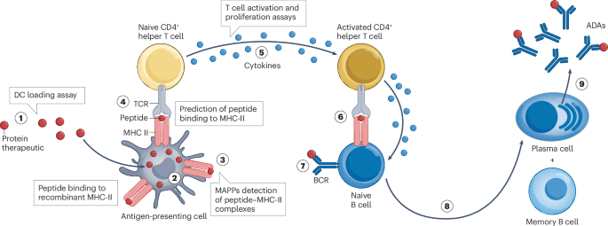 Immunogenicity assessment