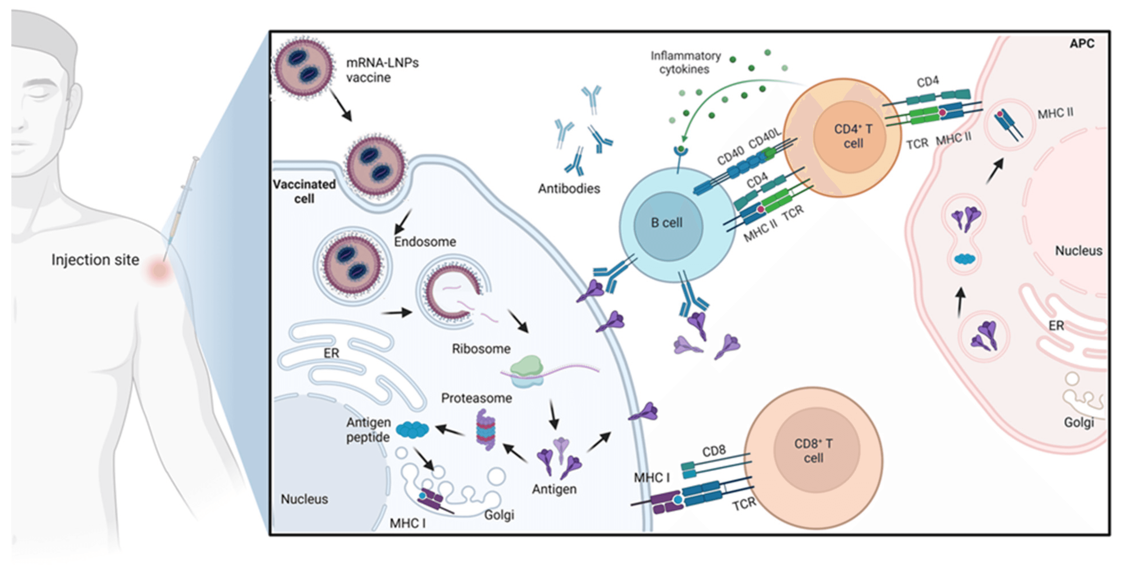 Vaccine immunological evaluation