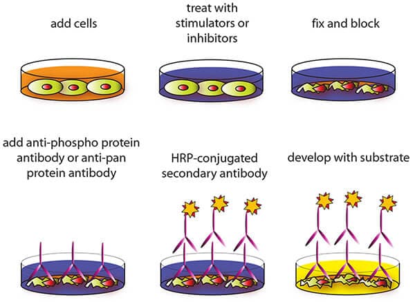 Cell-ELISA
