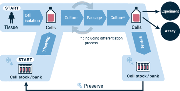 Passage and save the cell lines in the cell bank