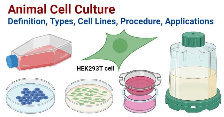 Cell culture