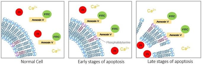 Apoptosis assay (PI/Annexin V FITC)