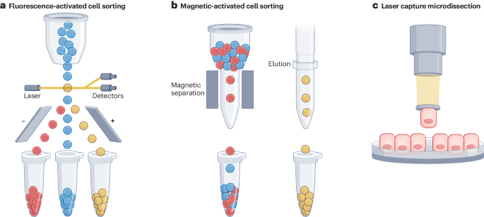 Cell purification