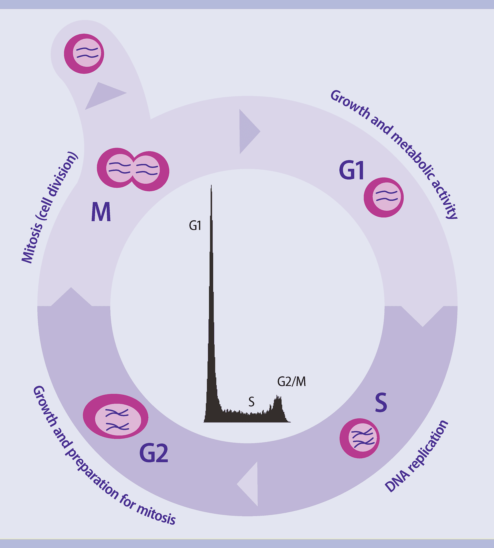 Cell cycle analysis