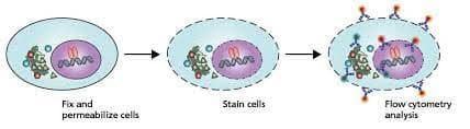 Intracellular staining