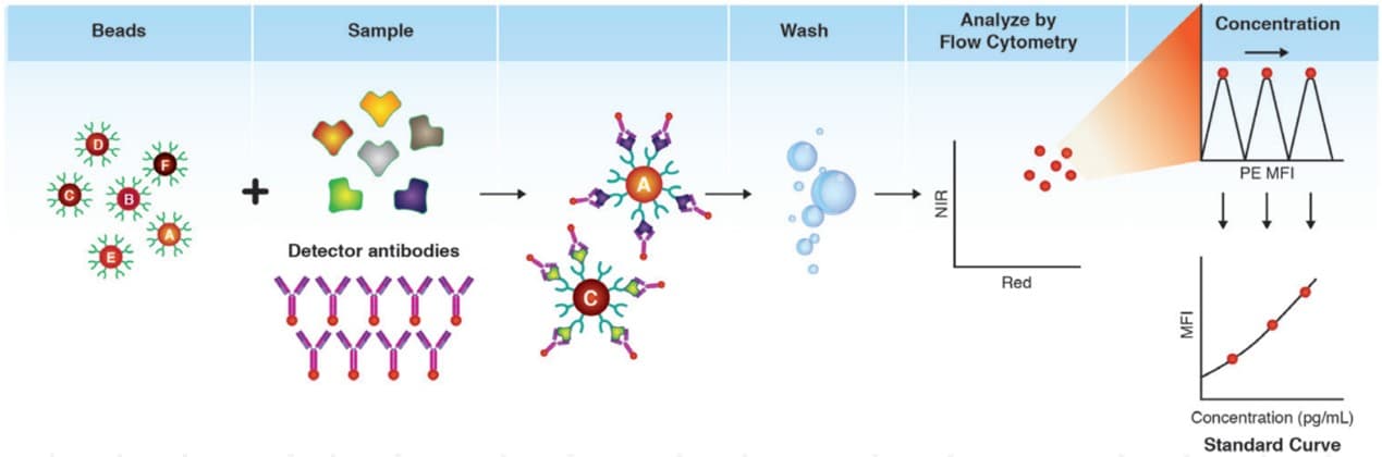 Cytometric Bead arrays (CBA)
