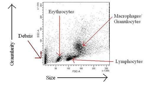 Cell Size and Granularity Analysis