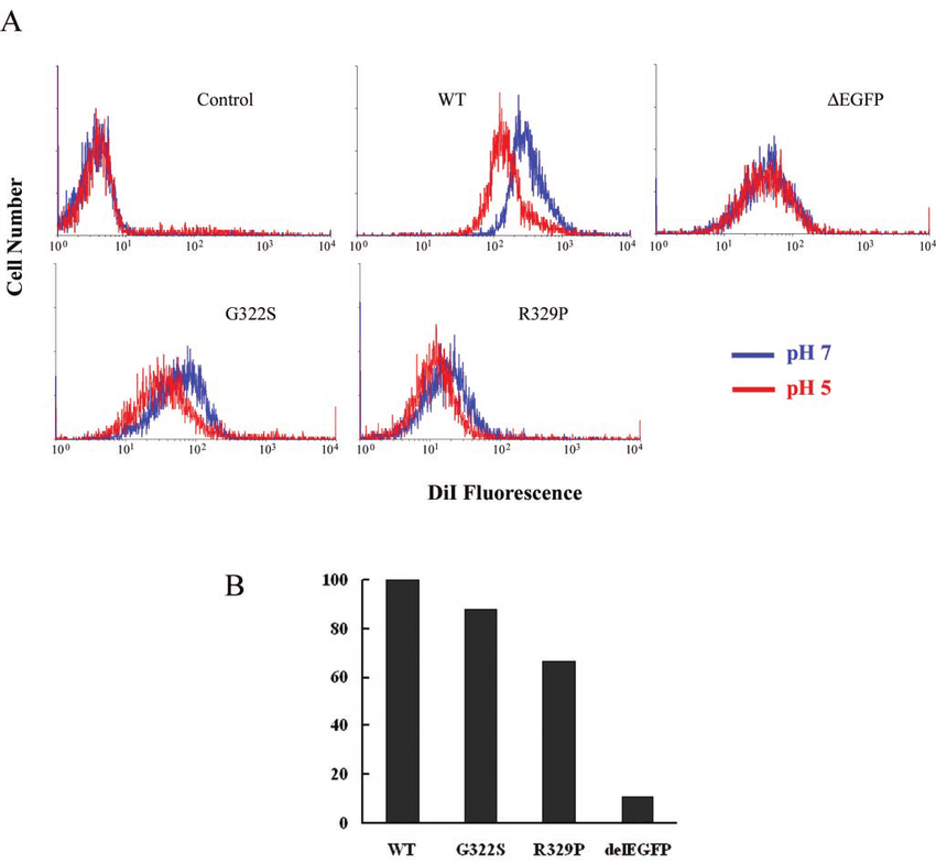Receptor-ligand interaction