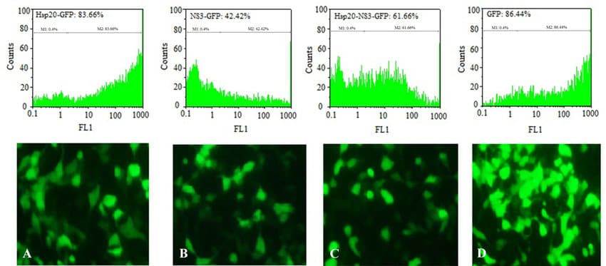 Transfection rate analysis