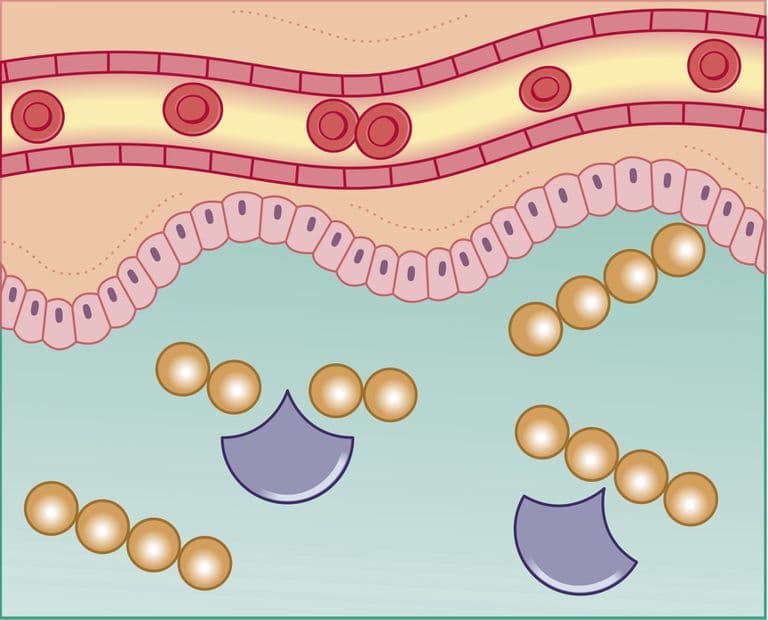 Enzymatic digestion