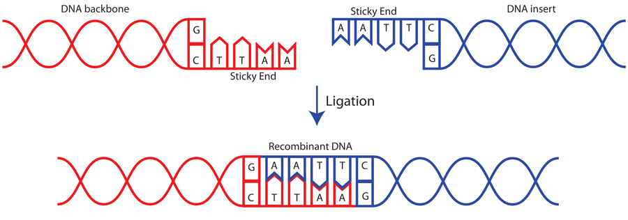 Ligation