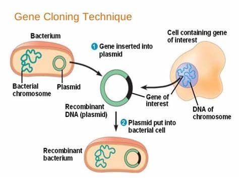 Complete gene cloning