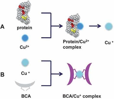 BCA test